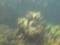 Great Barrier Reef 4 - Divers