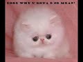 Really funny cats 3/?