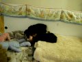 double puppies 027.avi