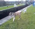 tyson goin over lock tyson goin over lock
