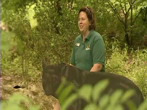 Cleveland Bear Scare