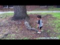 Eagles hunting squirrels. My baby and I witnessed an eagle attempting to hunt a squirrel on Christmas eve.