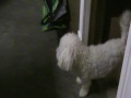furby and bruiser does some tricks.mpg