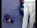 pelea de perros en la plazuela xD