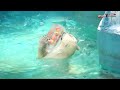 シロクマ