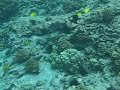 Tropical Fish in Kealakekua Bay
