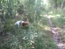 Bullterrier race i skogen =)