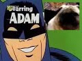 Batman Dog