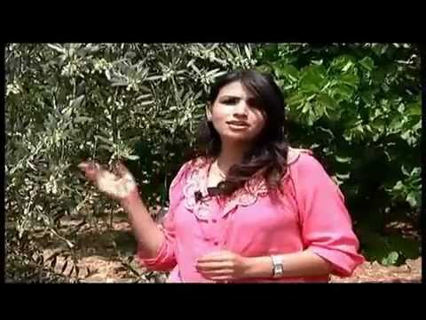 قرية جفنا ومهرجان المشمش - تلفزيون فلسطين 2012