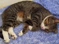 My sweet Tiga. Music: Ai Kago - 恋愛ってʣあに？(R enai tte Naani? - What is Love?) -x- steal video or photo and you will get problems.
