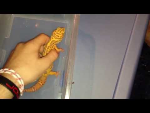 pets - In my last video I talked about why large reptiles don't make very good pets so in this video I figured I would talk about reptiles that do make good pets an...
