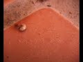 Maggots-and-Formica-