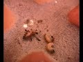 Maggots-and-Formica-