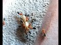 Maggots-and-Formica-