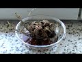 Time lapse \"Dinosaur plant\" opening Time lapse \"Dinosaur plant\" opening