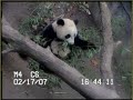 (february 17th., 2007) part ii of the adventures of su lin with her mother, bai yun.