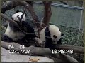 (february 17th., 2007) part ii of the adventures of su lin with her mother, bai yun.