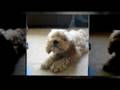 Pippin the pipster returns