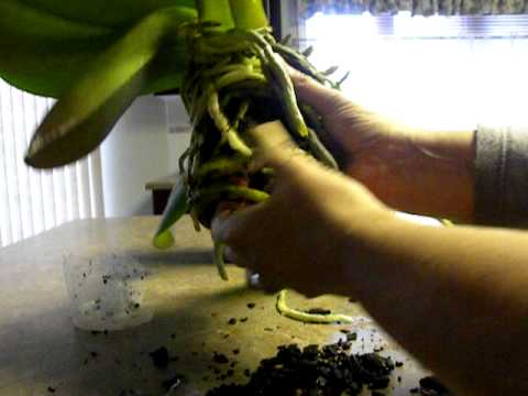 how to plant a white orchid