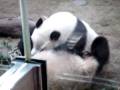 Hong Kong Ocean Park - Panda