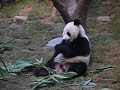 uw hong