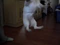 Puppy fetching again, Cottonelle, Maggie
