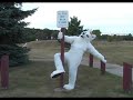 A Wolf Off-Leash A Wolf Off-Leash
