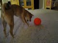 Shiba Inu - Nanea - Food Puzzle