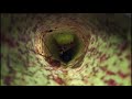 This video shows how a crab spider has adapter to living in the wild.Things to think about:How have the crab spiders adapted to their jungle environment?What features of the crab spiders have enabled them to survive, and how are they developing further?What are the needs of the crab spiders?Respond in a comment or use a video response instead.All videos on this profile are legal and were obtained with owner's permission.