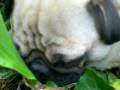 videos de Snoring Dog
