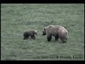 Bear Cub Wrestling Mom