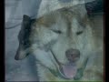 mes loups my wolfs ALASKAN MALAMUTE\" khaled bako\"