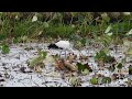 鳴門コウノトリ 2026/09/15 撮影 成長記録 徳島県鳴門市