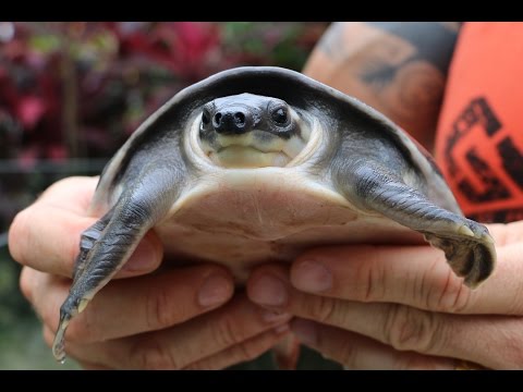 YouTube reptile video