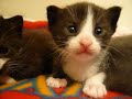 Cute baby kitten found wrong mommy