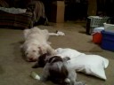 Spinone