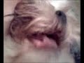 Evil Shih Tzu Evil Shih Tzu