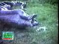 serpiente se come un hipopotamo