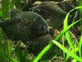 www.piranhaportal.net - Pygocentrus Nattereri - PIRANHA ACQUARIUM