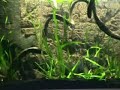 www.piranhaportal.net - Pygocentrus Nattereri - PIRANHA ACQUARIUM
