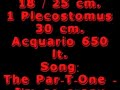 www.piranhaportal.net - Pygocentrus Nattereri - PIRANHA ACQUARIUM