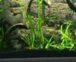 www.piranhaportal.net - Pygocentrus Nattereri - PIRANHA ACQUARIUM