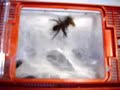 Euagrus sp. (Funnelweb spider)