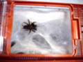 Euagrus sp. (Funnelweb spider)