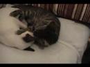 Miou wants to play, but Minkus can\
