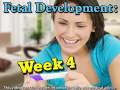 Fetal Development Week 4 (Pregnancy Health Guru)