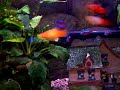 My tropical fish tank