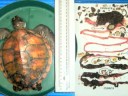 RAP for Sea Turtles: Rise Above Plastic! RAP for Sea Turtles: Rise Above Plastic!