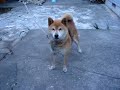柴犬動画