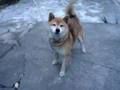 しば犬シバさん。